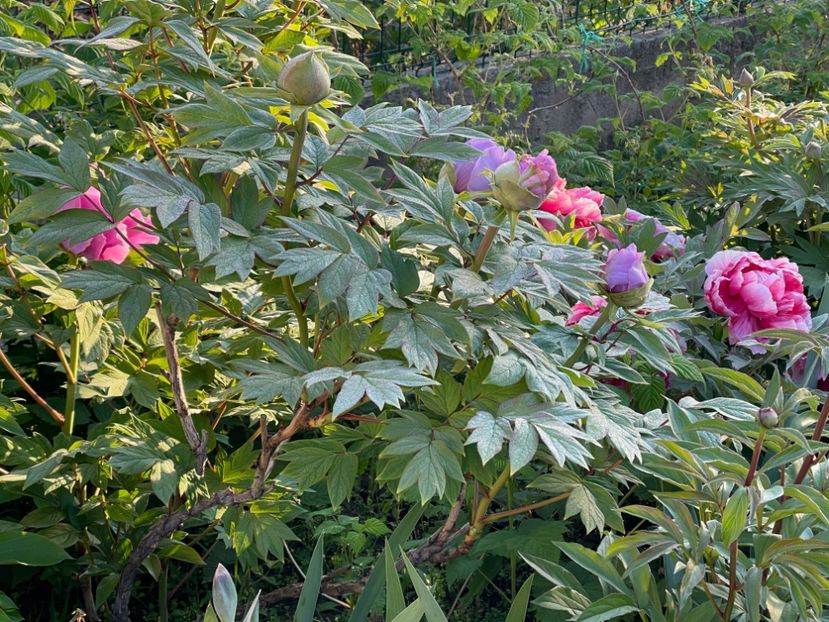 342D52DA-FFF1-4F2C-B84D-B6217CF60544 - 01 Primăvara 2023