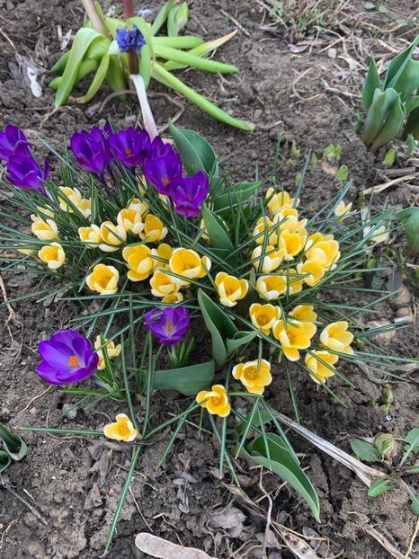 IMG-20230322-WA0001 - 01 primavara 2023