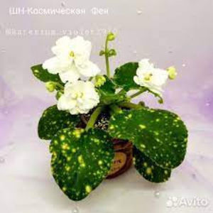 poza net - SHN Cosmic Fairy