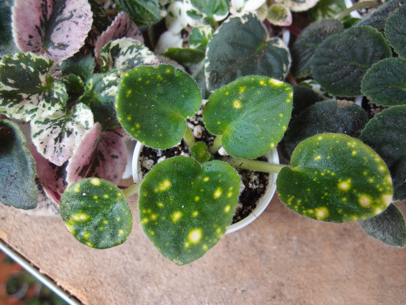 P5091314 - SHN Cosmic Fairy