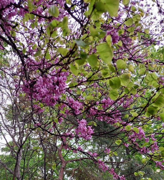  - 2023 - Grădinița de la bloc