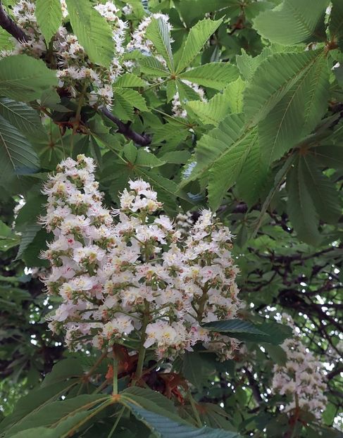  - 2023 - Grădinița de la bloc