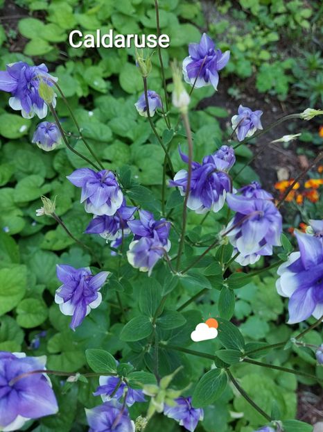  - 2023 - Grădinița de la bloc