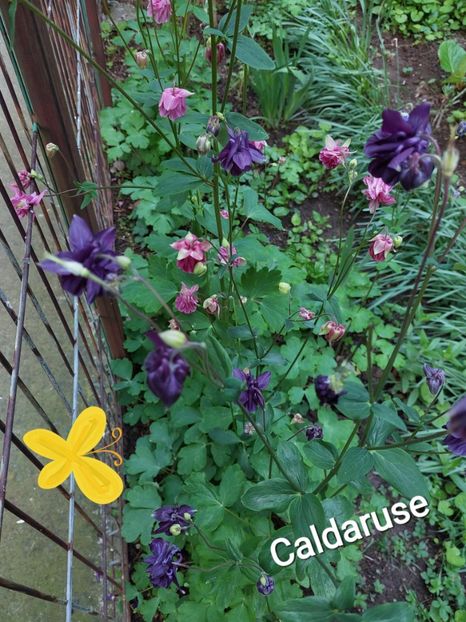  - 2023 - Grădinița de la bloc