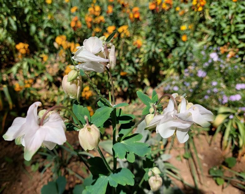  - 2023 - Grădinița de la bloc