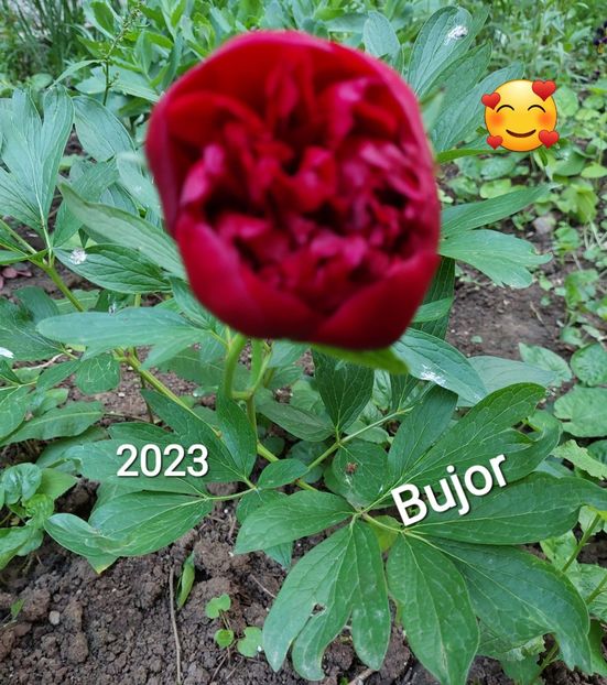  - 2023 - Grădinița de la bloc