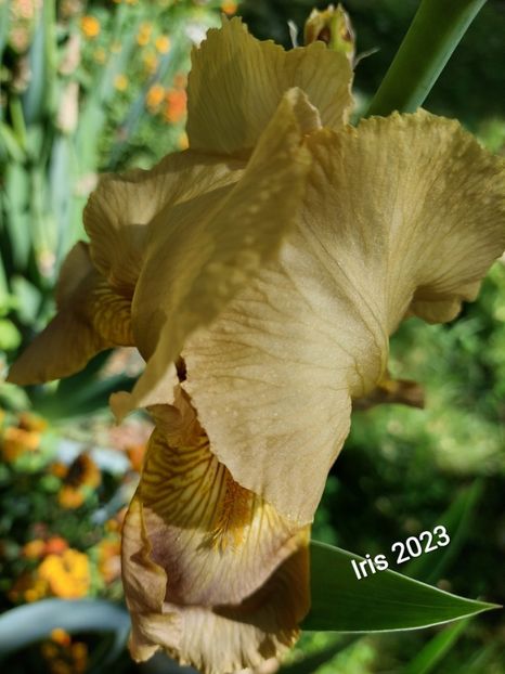  - 2023 - Grădinița de la bloc