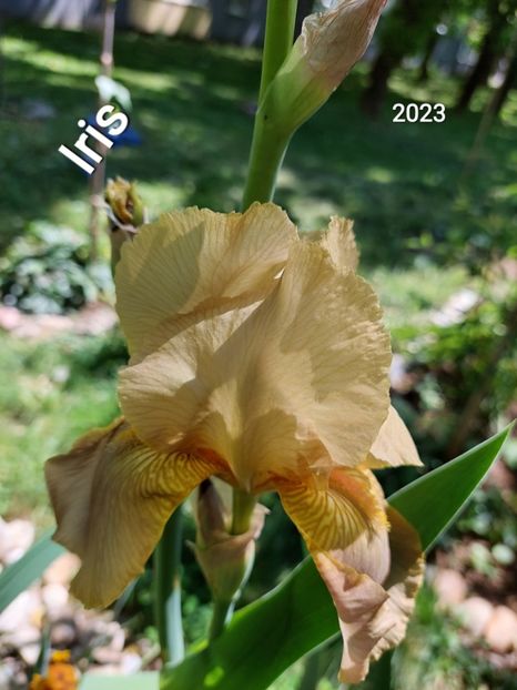  - 2023 - Grădinița de la bloc