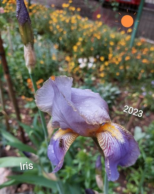  - 2023 - Grădinița de la bloc