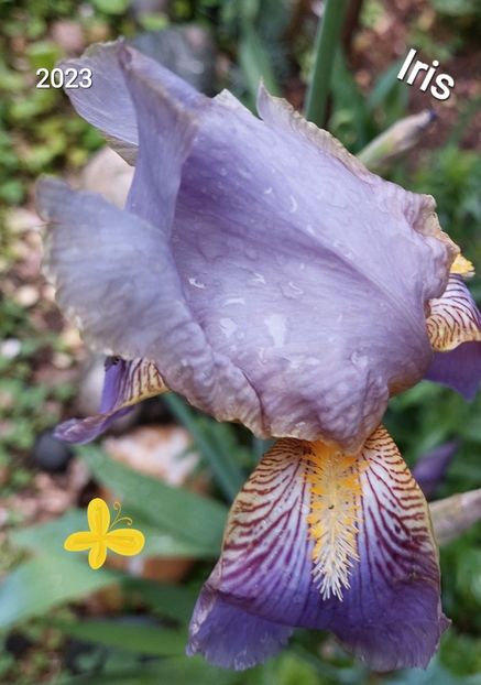  - 2023 - Grădinița de la bloc