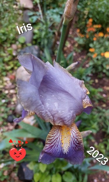  - 2023 - Grădinița de la bloc