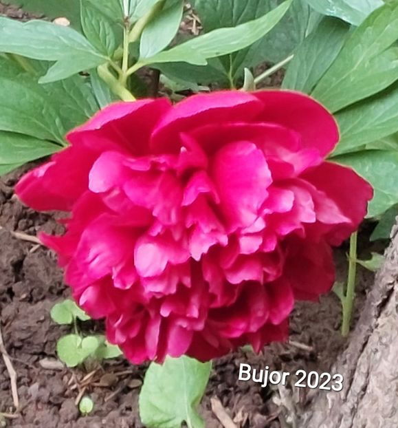  - 2023 - Grădinița de la bloc