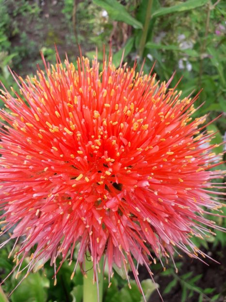  - 2022- Flori si animalute