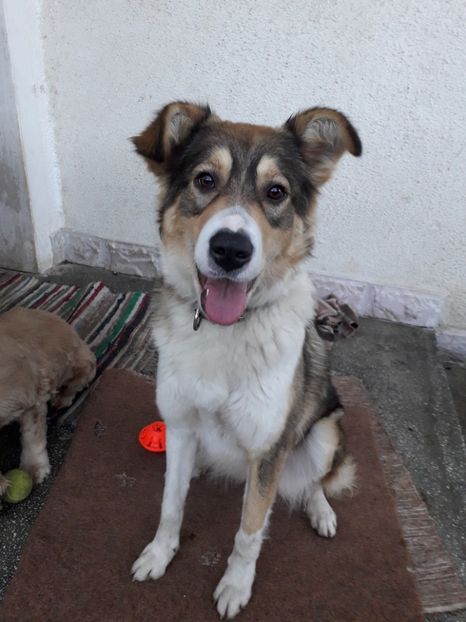  - 2022- Flori si animalute