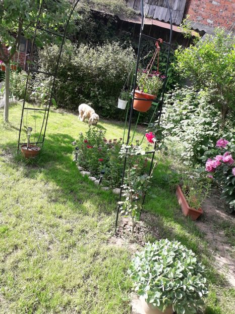  - 2022- Flori si animalute