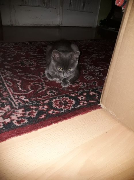  - 2022- Flori si animalute