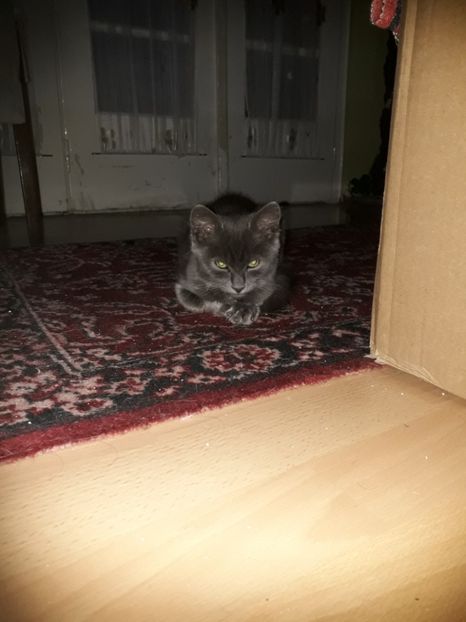  - 2022- Flori si animalute