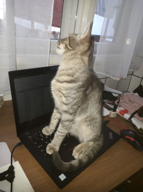  - 2022- Flori si animalute