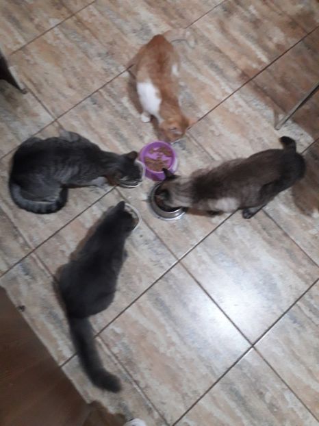  - 2022- Flori si animalute