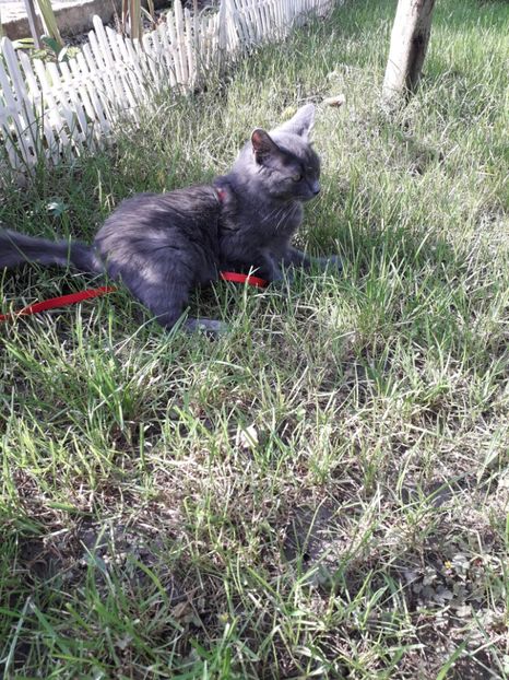  - 2022- Flori si animalute