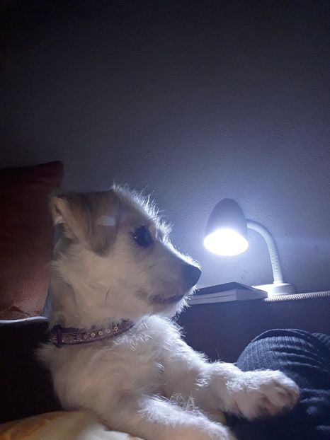  - Bella