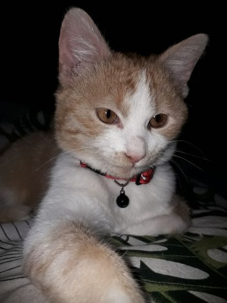  - Bella