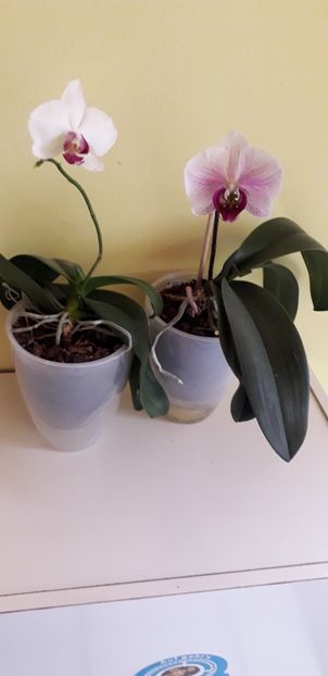  - Orhidee