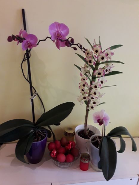  - Orhidee