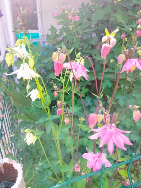 IMG20230507164838 - Gradina 2023 vol 1