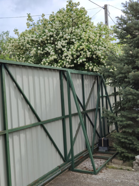 viburnum opulus(călin) - Gradina si terasa PrimaLuce__10-Hello 2023