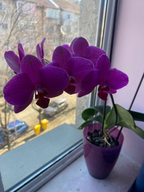 IMG-20220311-WA0012 - Orhidee