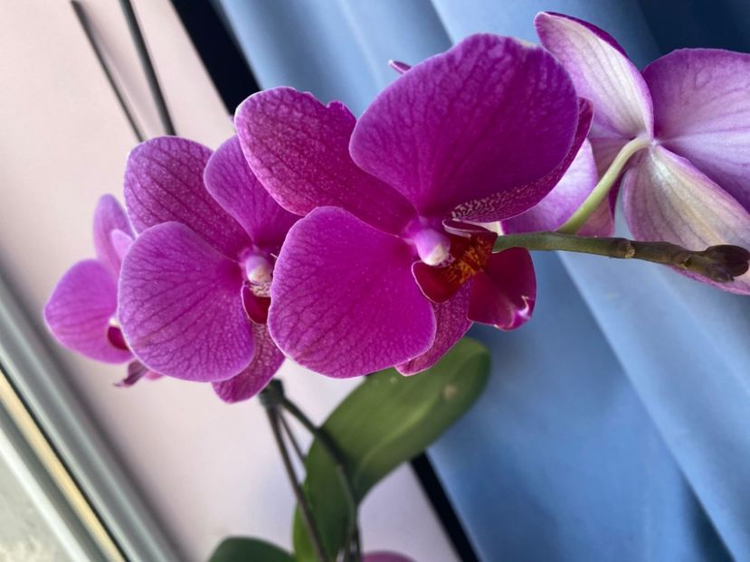 IMG-20220311-WA0014 - Orhidee