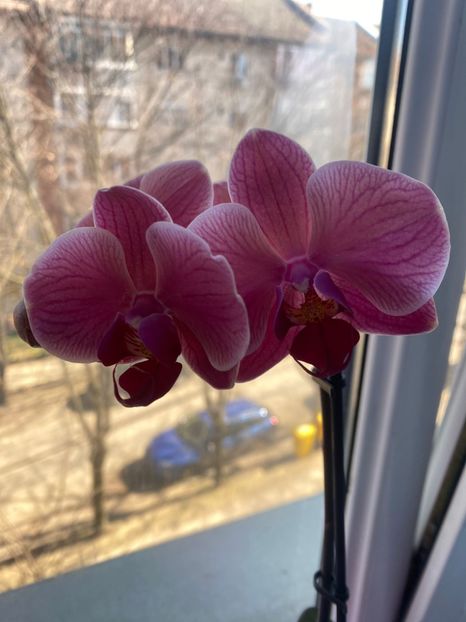 IMG-20220311-WA0017 - Orhidee