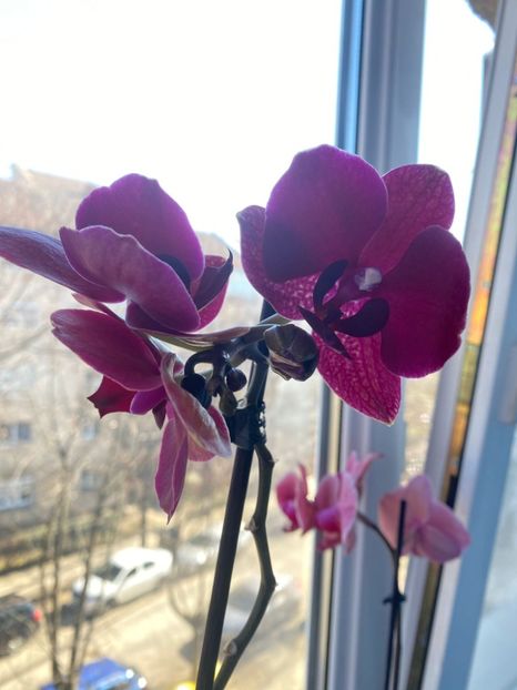 IMG-20220311-WA0018 - Orhidee