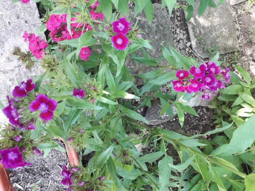  - Garofitele mele iubite