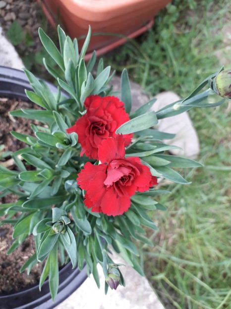  - Garofitele mele iubite