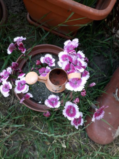  - Garofitele mele iubite