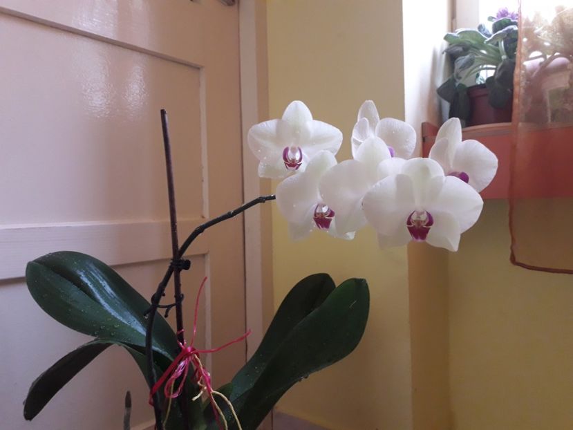  - Orhidee