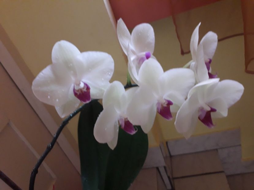  - Orhidee