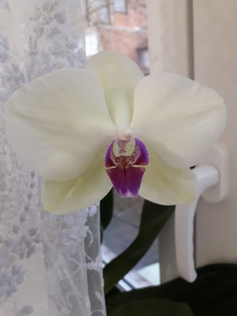  - Orhidee