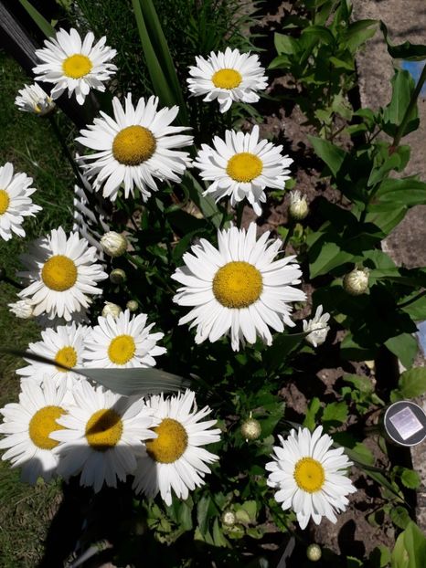  - 2022 flori si Italia