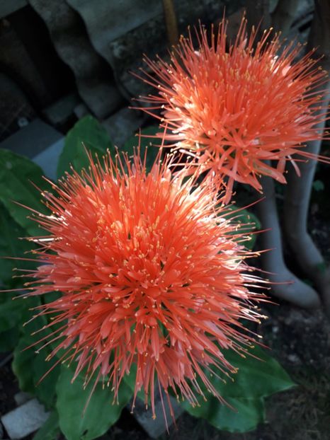  - 2022 flori si Italia