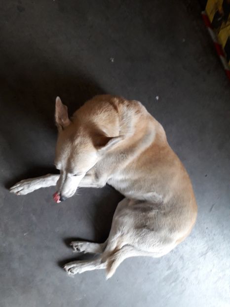  - 2022 flori si Italia