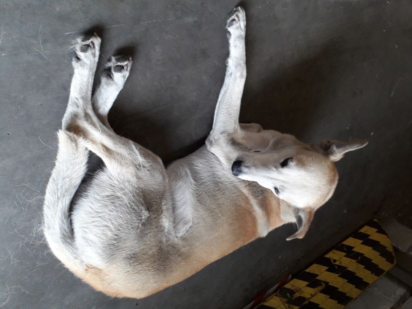  - 2022 flori si Italia