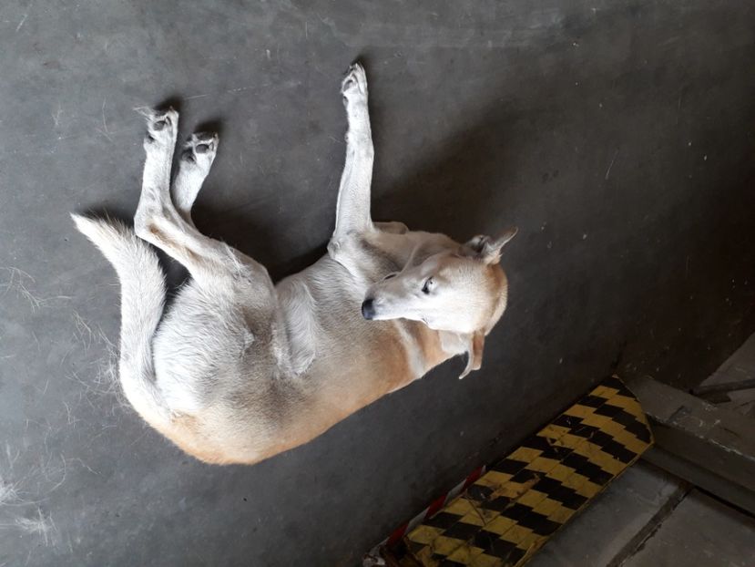  - 2022 flori si Italia