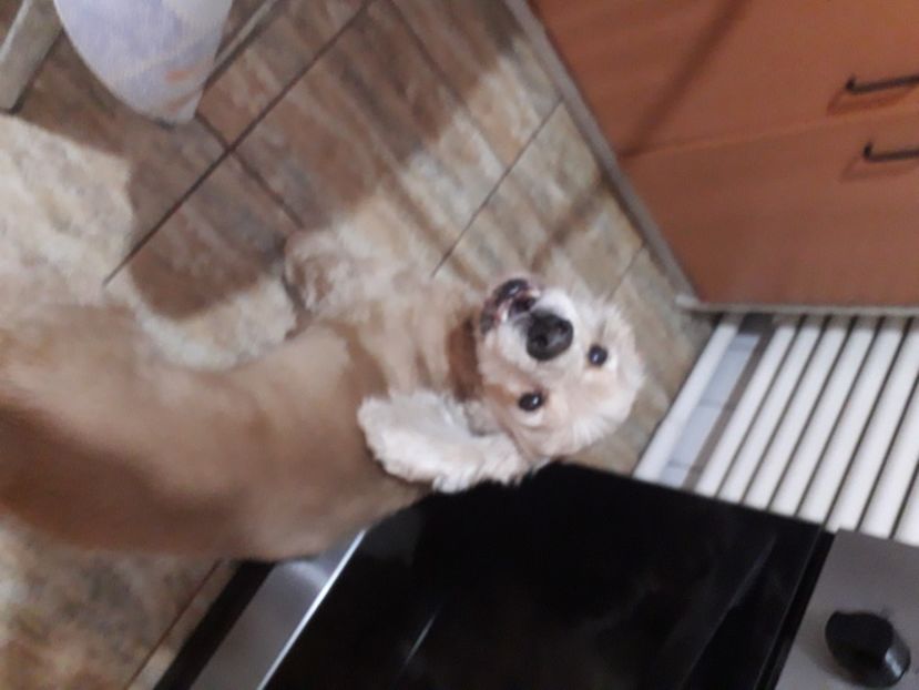  - 2022 flori si Italia