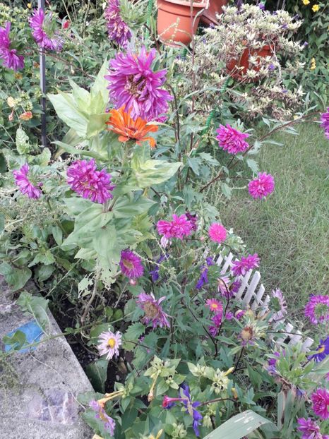  - 2022 flori si Italia