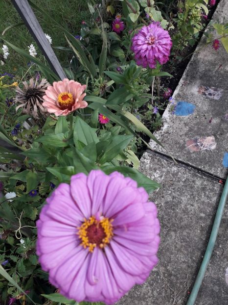  - 2022 flori si Italia