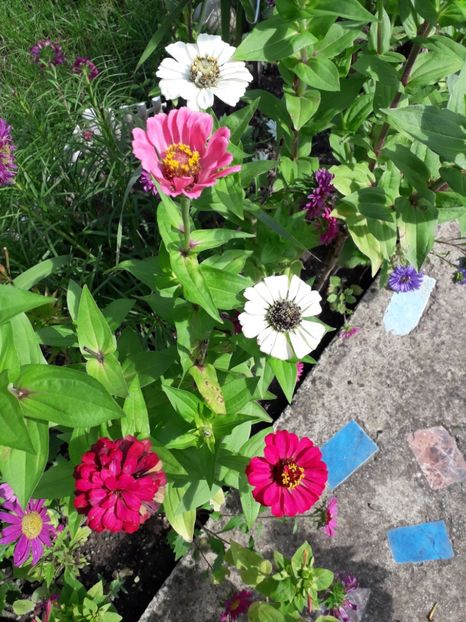  - 2022 flori si Italia