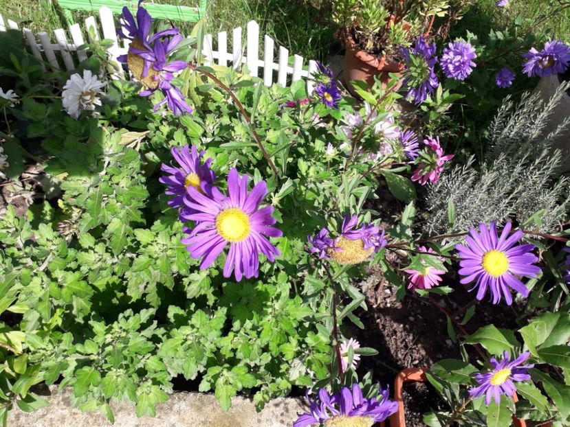  - 2022 flori si Italia